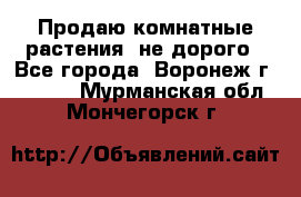 Продаю комнатные растения  не дорого - Все города, Воронеж г.  »    . Мурманская обл.,Мончегорск г.